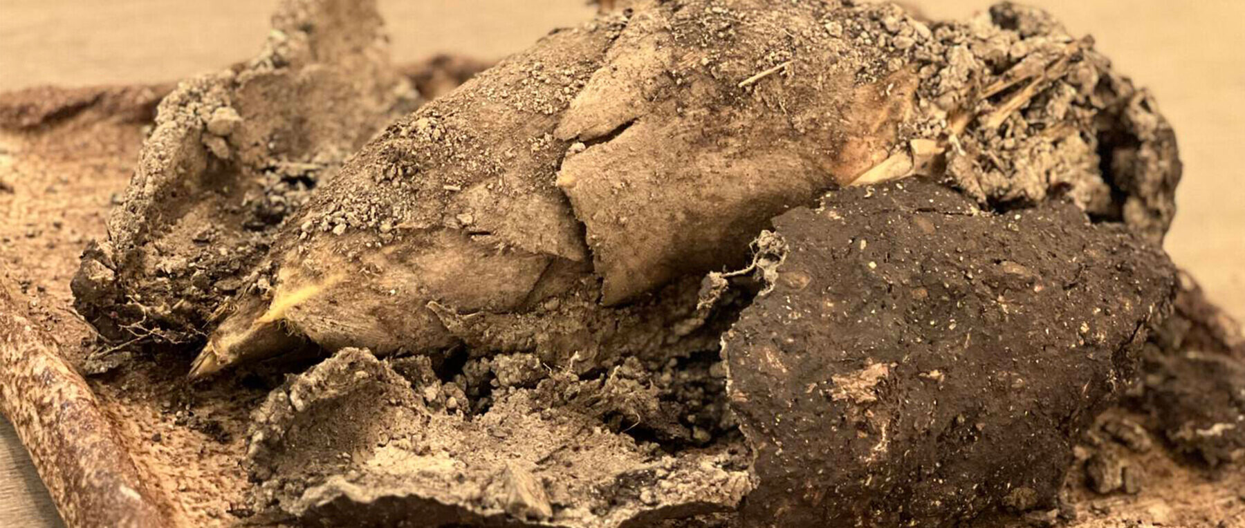 タニュの10枚目のカバー画像