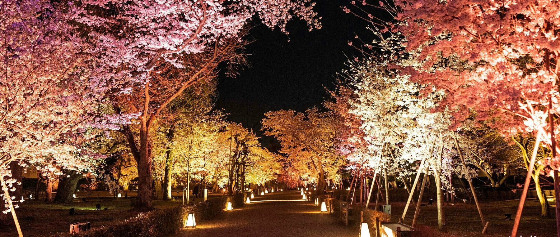 [開催終了]NAKED桜まつり 2024 世界遺産・二条城　プレミアムお花見エリアセットチケットの3枚目のカバー画像