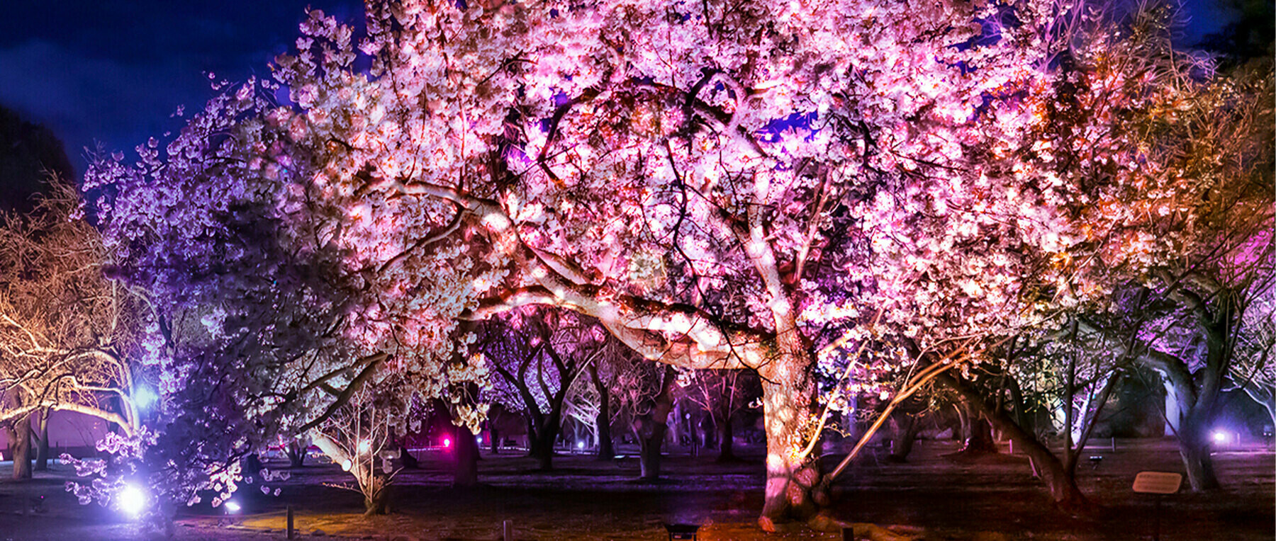 [開催終了]NAKED桜まつり 2024 世界遺産・二条城　プレミアムお花見エリアセットチケットの4枚目のカバー画像